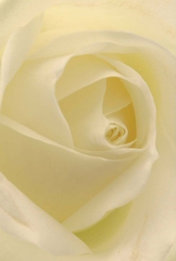 Looking closely at this classic white rose, expertly arranged by a florist in Epsom, one is entranced by the interplay of depth, softness, and perfect balance. Each petal, drenched in shades of cream and luminous white, curls gently inward, arranged so precisely it feels as though the flower glows from within. The smooth blend of tones is reminiscent of morning light flickering through trees in Alexandra Recreation Ground, as though nature herself has bestowed the bloom with a gentle radiance. The meticulously spiralled centre reveals both purity and an enduring strength-qualities appreciated whether the rose graces a romantic gesture, a heartfelt apology, or blossoms at the centre of a wedding table in local venues. Subtle differences in colour and delicate shading create dimension, while the barely perceptible fragrance offers a note of serenity and calm-unmistakably fresh, as expected from Epsom's trustiest florists. The image exudes a sense of peace and sophistication, echoing the careful attention poured into each bespoke floral arrangement sent across Epsom. This rose's near-perfection and gentle presence make it suitable for any occasion where sincerity and grace are valued most.